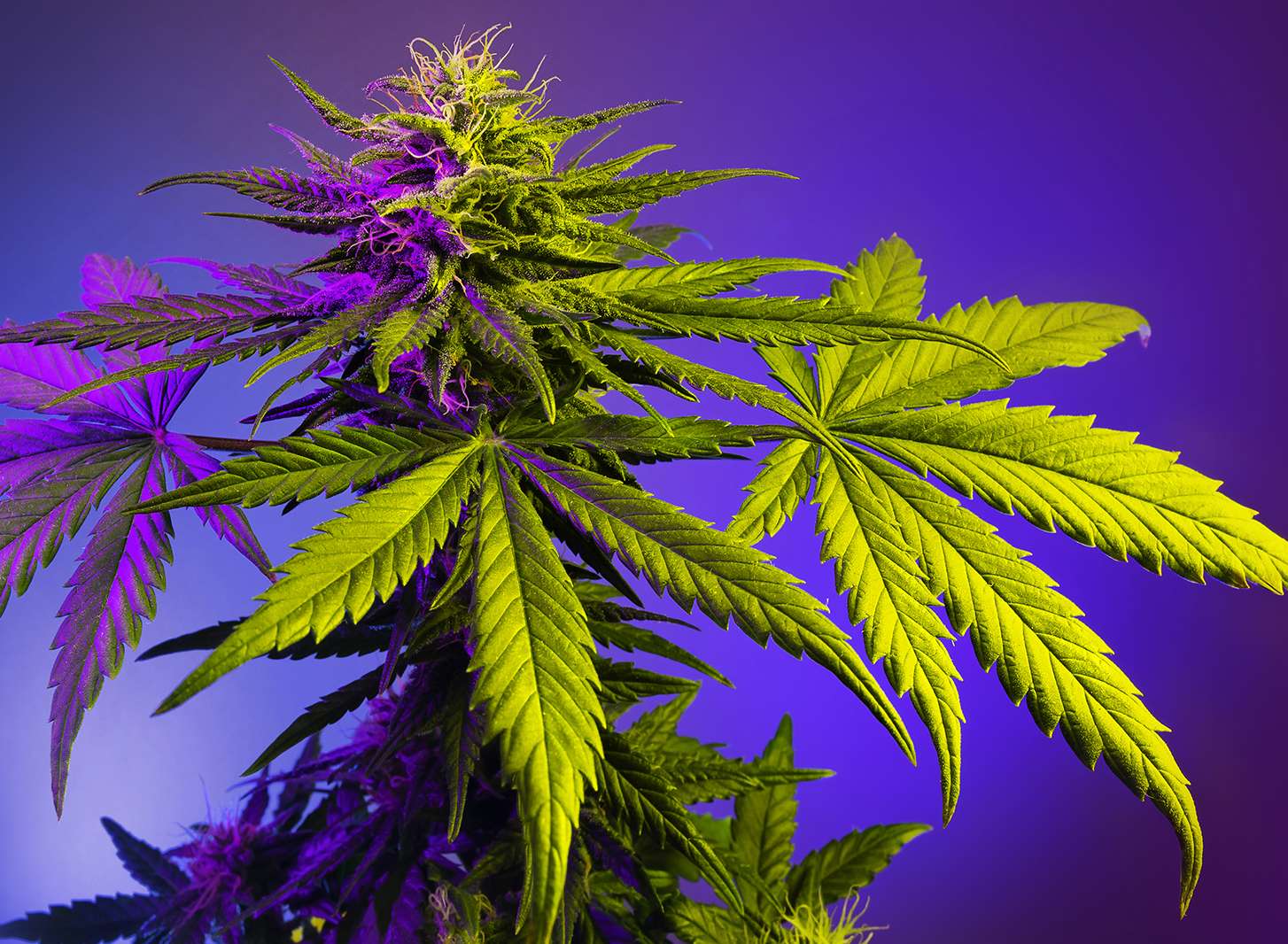 Perspectives - Akerman LLP